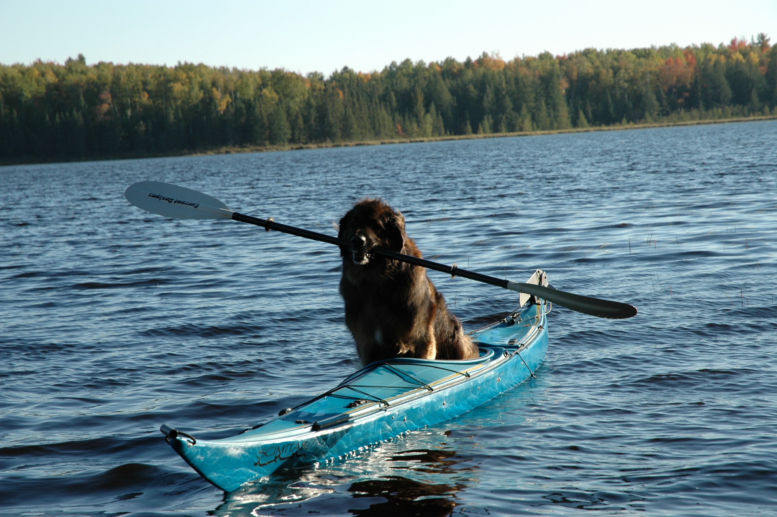 kyoak in a kayak caninecoach's weblog